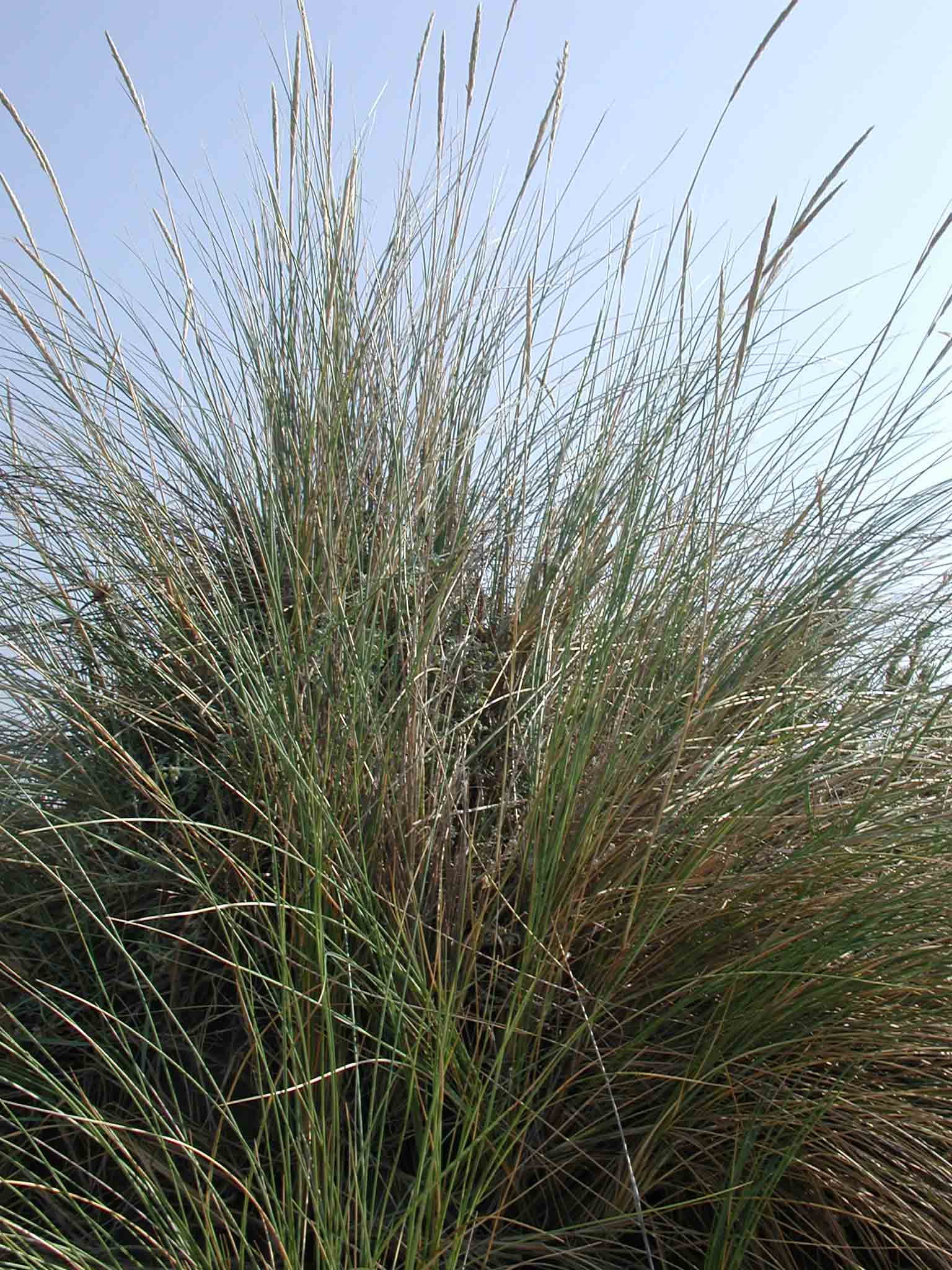 Ammophila littoralis / Sparto delle spiagge (Macchia med. )